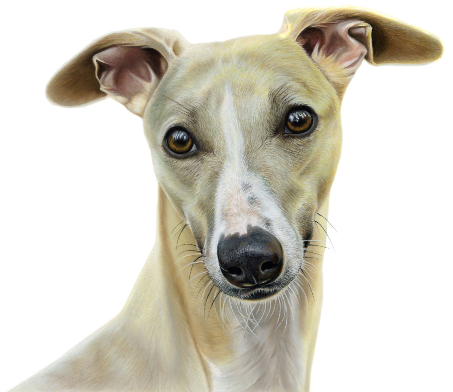 Whippet Canvas or Giclee Print